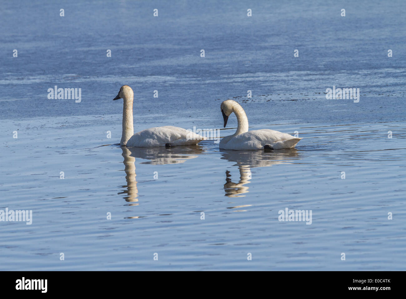 Trumpeter Swan (Cygnus buccinator) Beautiful white Trumpeter Swans, with reflections, swimming in a blue lake. Stock Photo