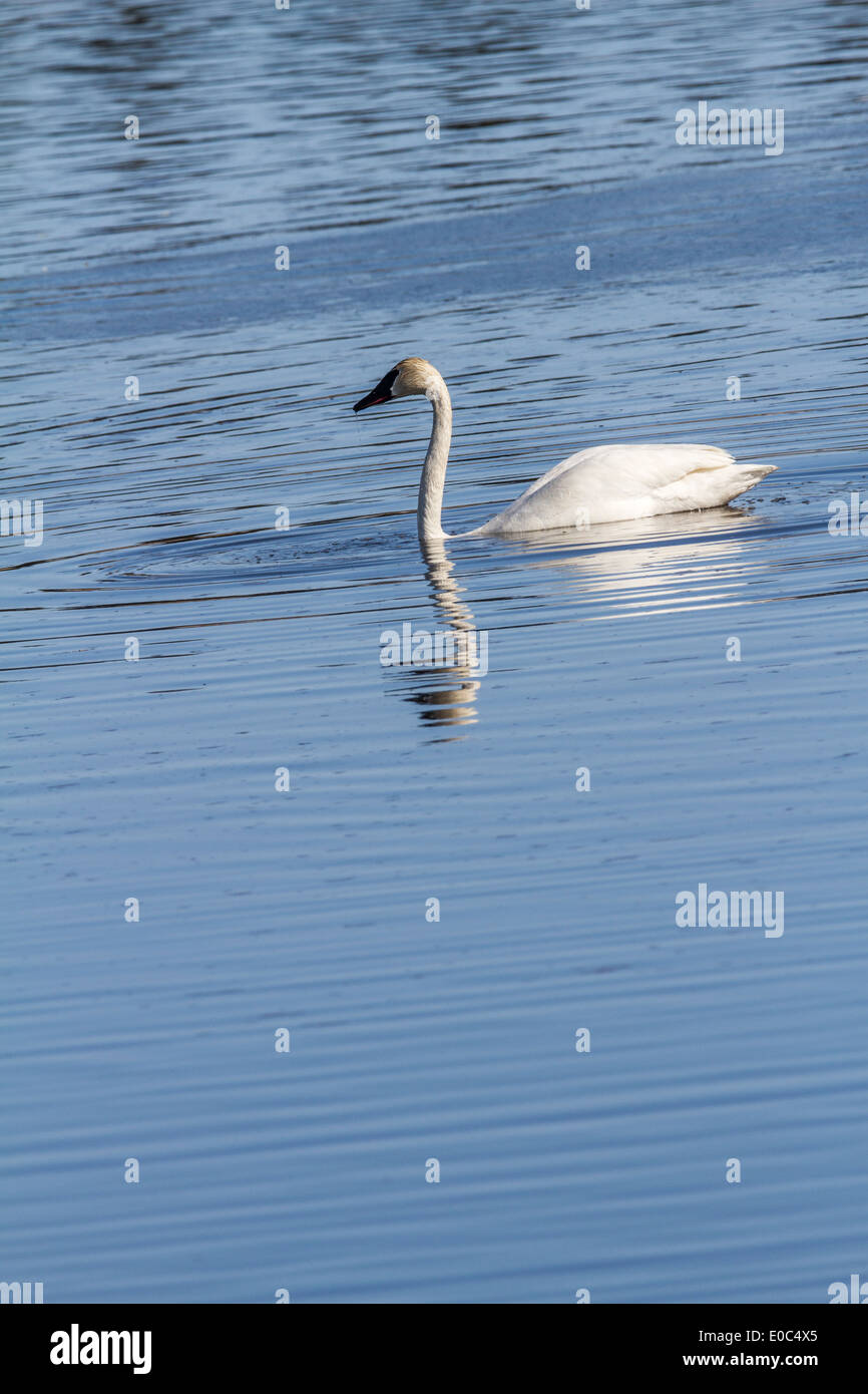 Trumpeter Swan (Cygnus buccinator) Beautiful white Trumpeter Swan, with reflections, swimming in a blue lake. Stock Photo