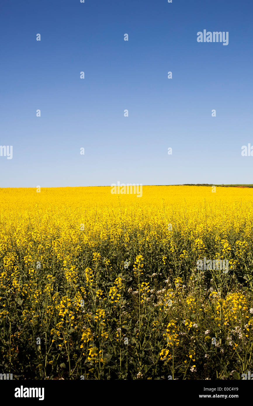 Field of yellow flowers hi-res stock photography and images - Alamy