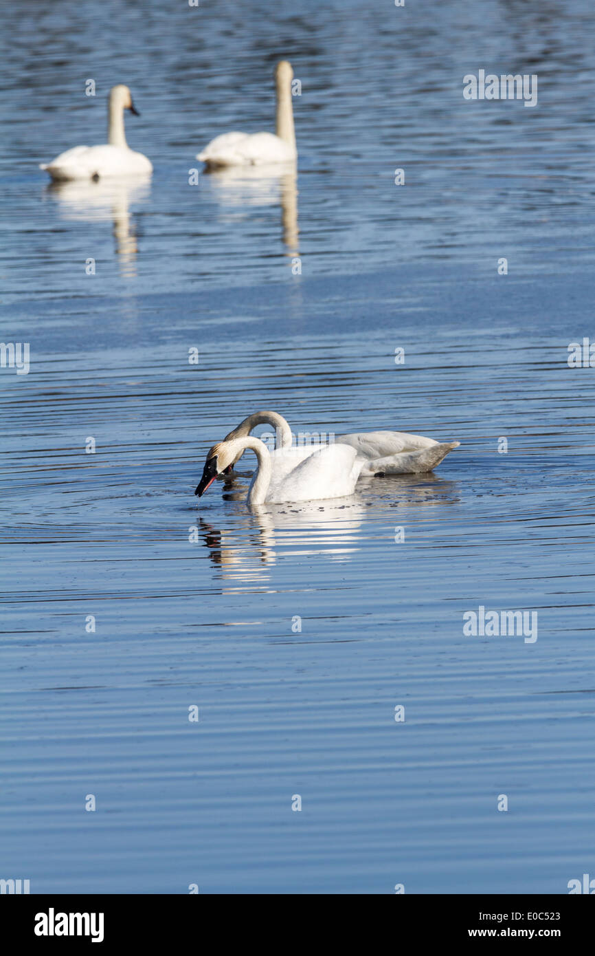 Trumpeter Swan (Cygnus buccinator) Beautiful white Trumpeter Swan, with reflections, swimming in a blue lake. Stock Photo