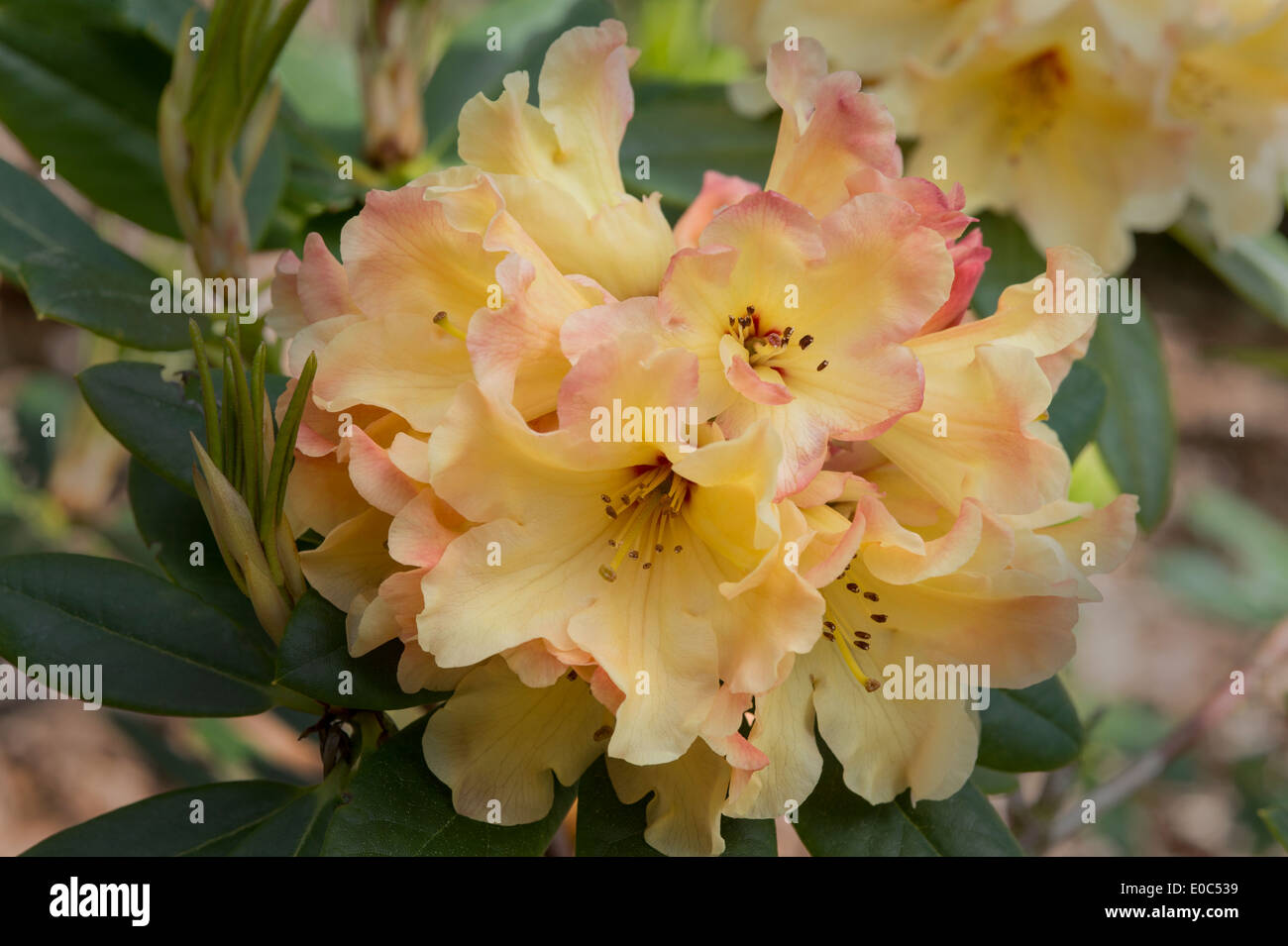 Rhododendron 'Nancy Evans' AGM flowers in Himalayan Garden and Sculpture Park North Yorkshire England UK Europe May Stock Photo