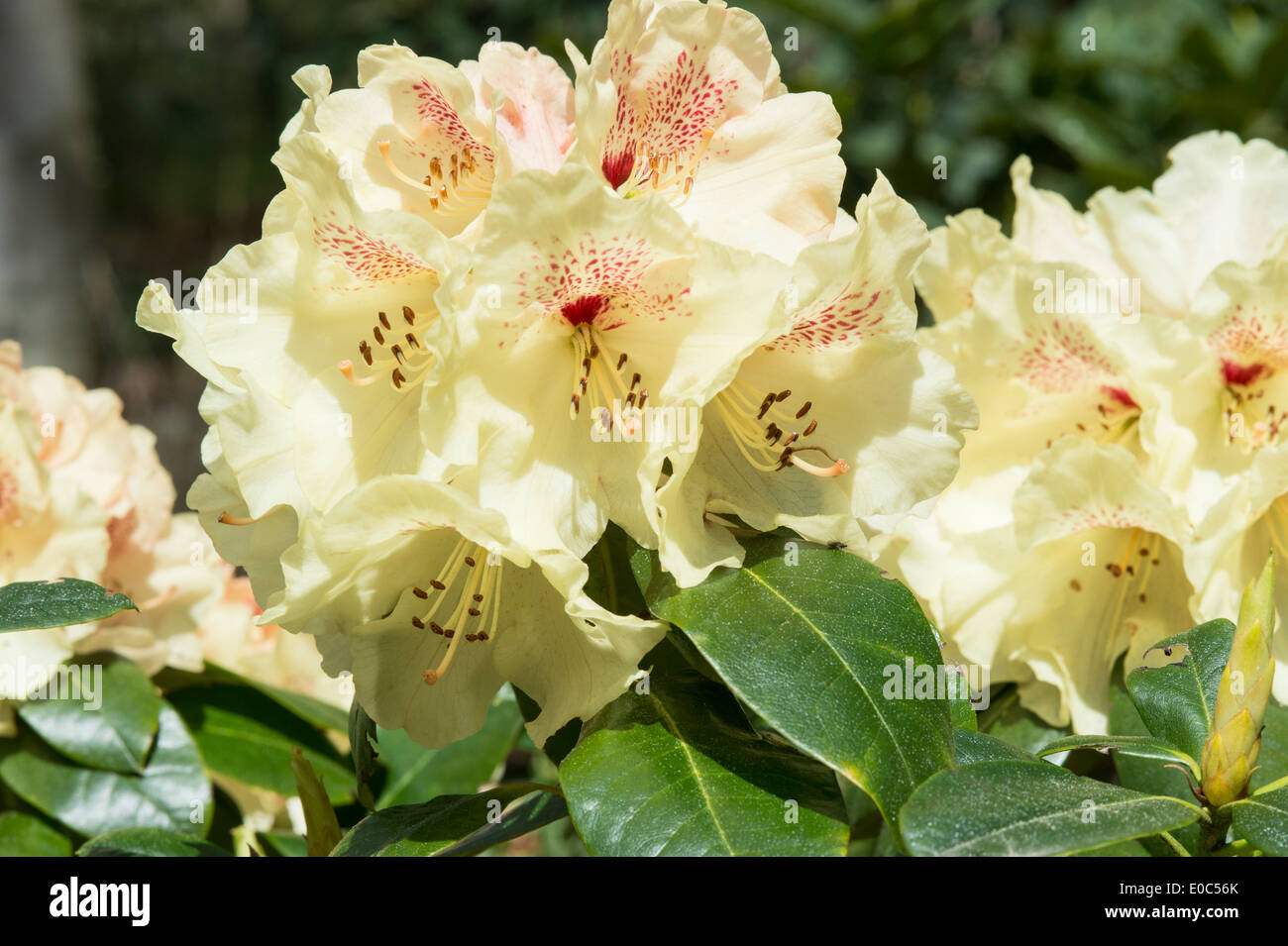 Rhododendron yakushimanum 'Goldprinz' Himalayan Garden and Sculpture Park North Yorkshire England UK Europe May Stock Photo