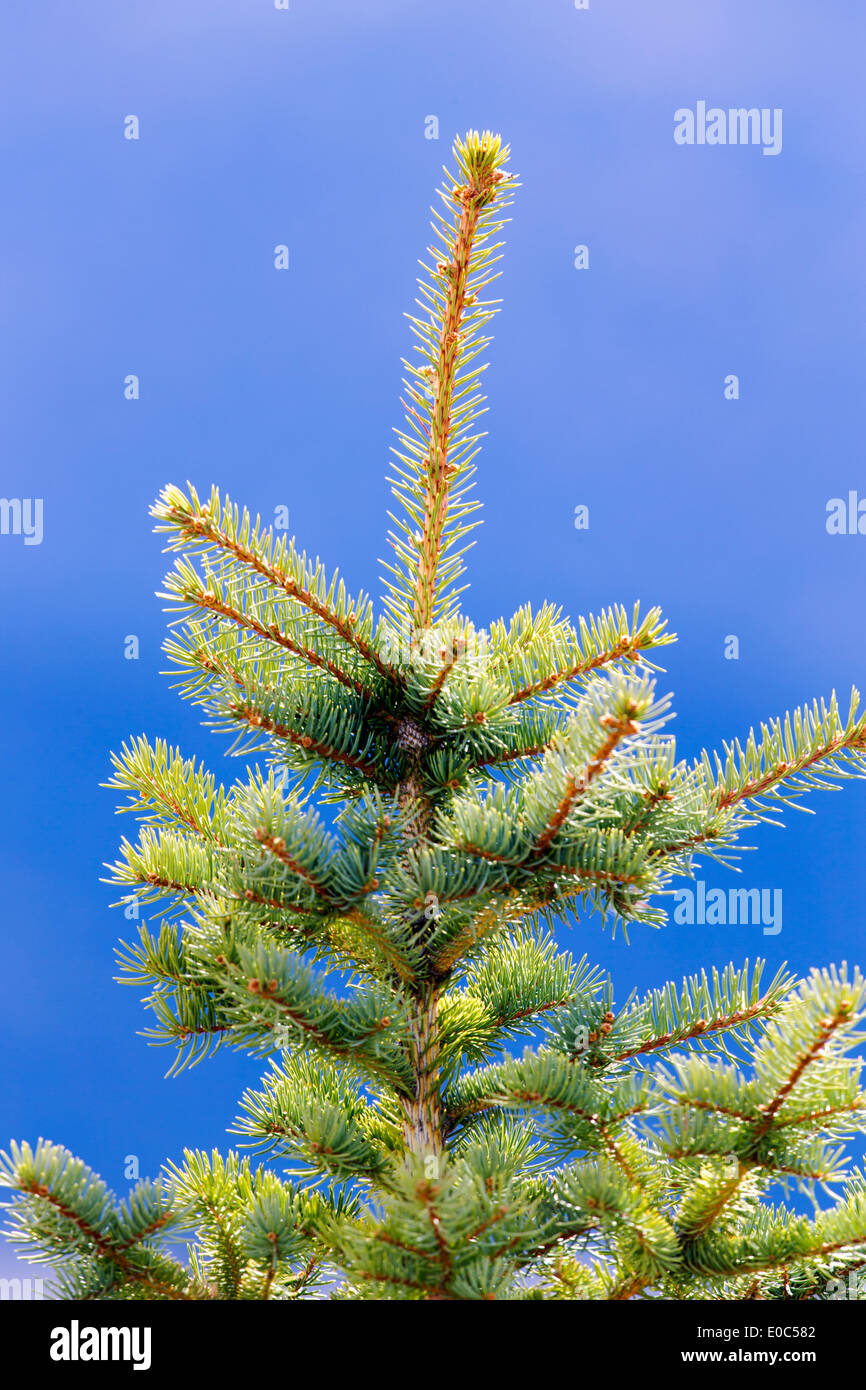 Colorado Blue Spruce tree against cobalt blue sky Stock Photo