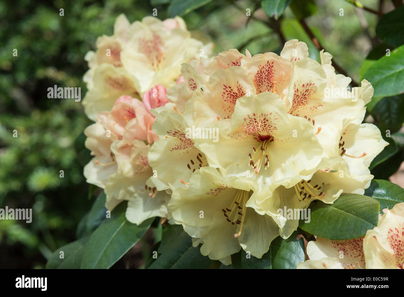 Rhododendron 'Goldprinz' Himalayan Garden and Sculpture Park North Yorkshire England UK Europe May Stock Photo