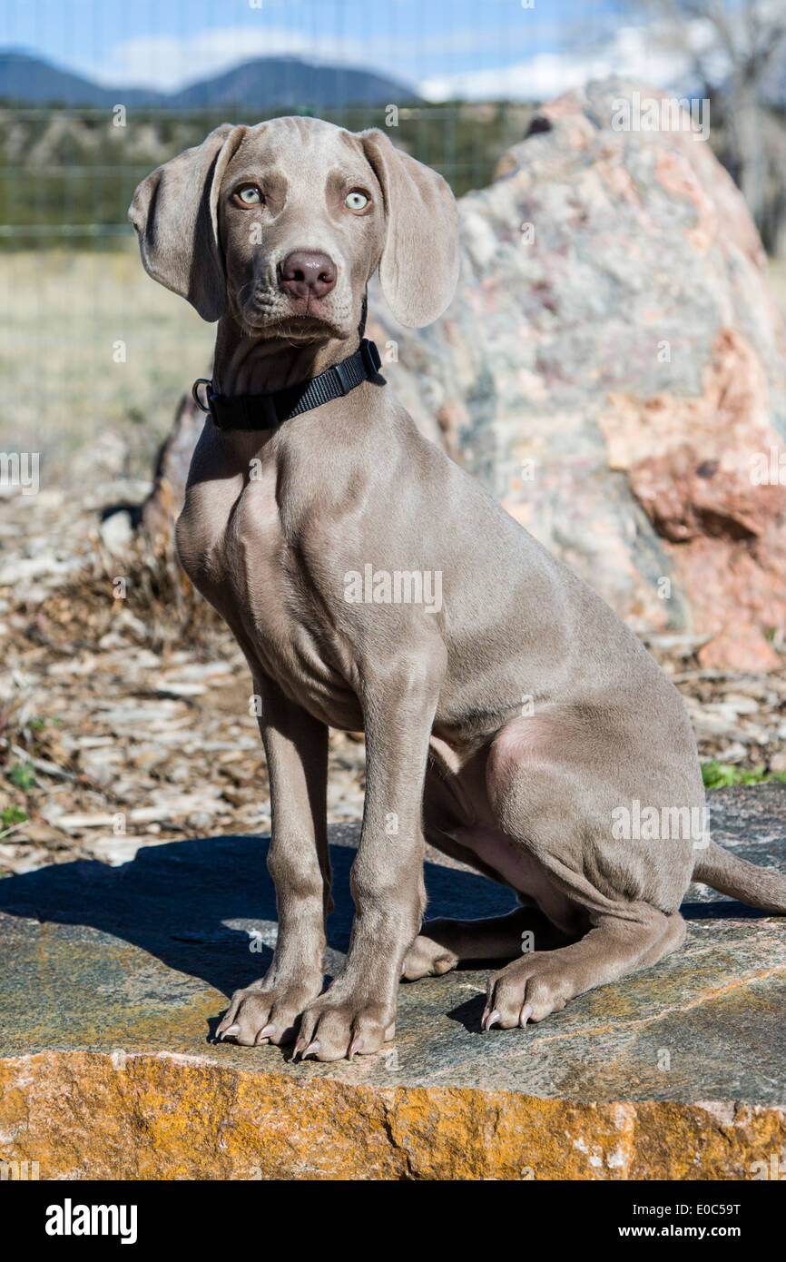 Male Weimaraner puppy (14 weeks), German bred hunting dog Stock Photo