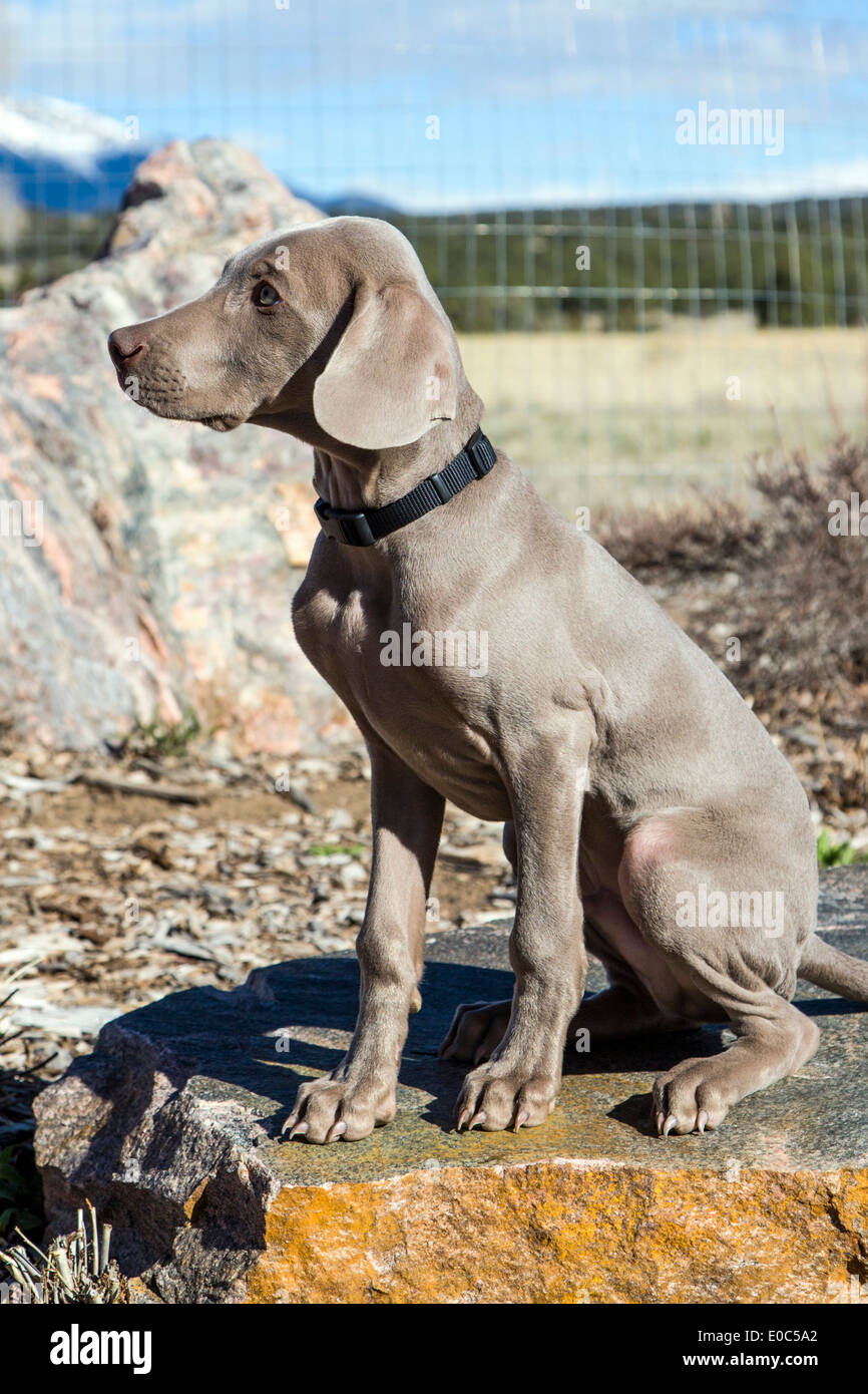Male Weimaraner puppy (14 weeks), German bred hunting dog Stock Photo