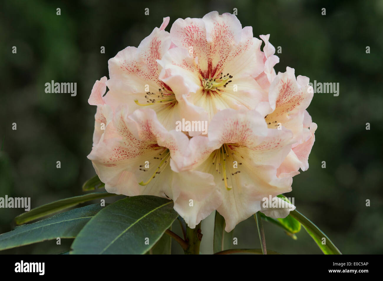 Rhododendron 'Wind River' flowers Himalayan Garden and Sculpture Park North Yorkshire England UK Europe May Stock Photo