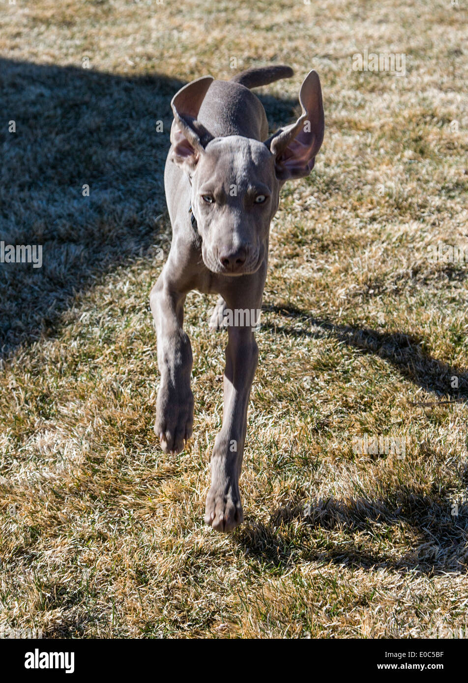 Male Weimaraner puppy (14 weeks), German bred hunting dog running on the grass Stock Photo