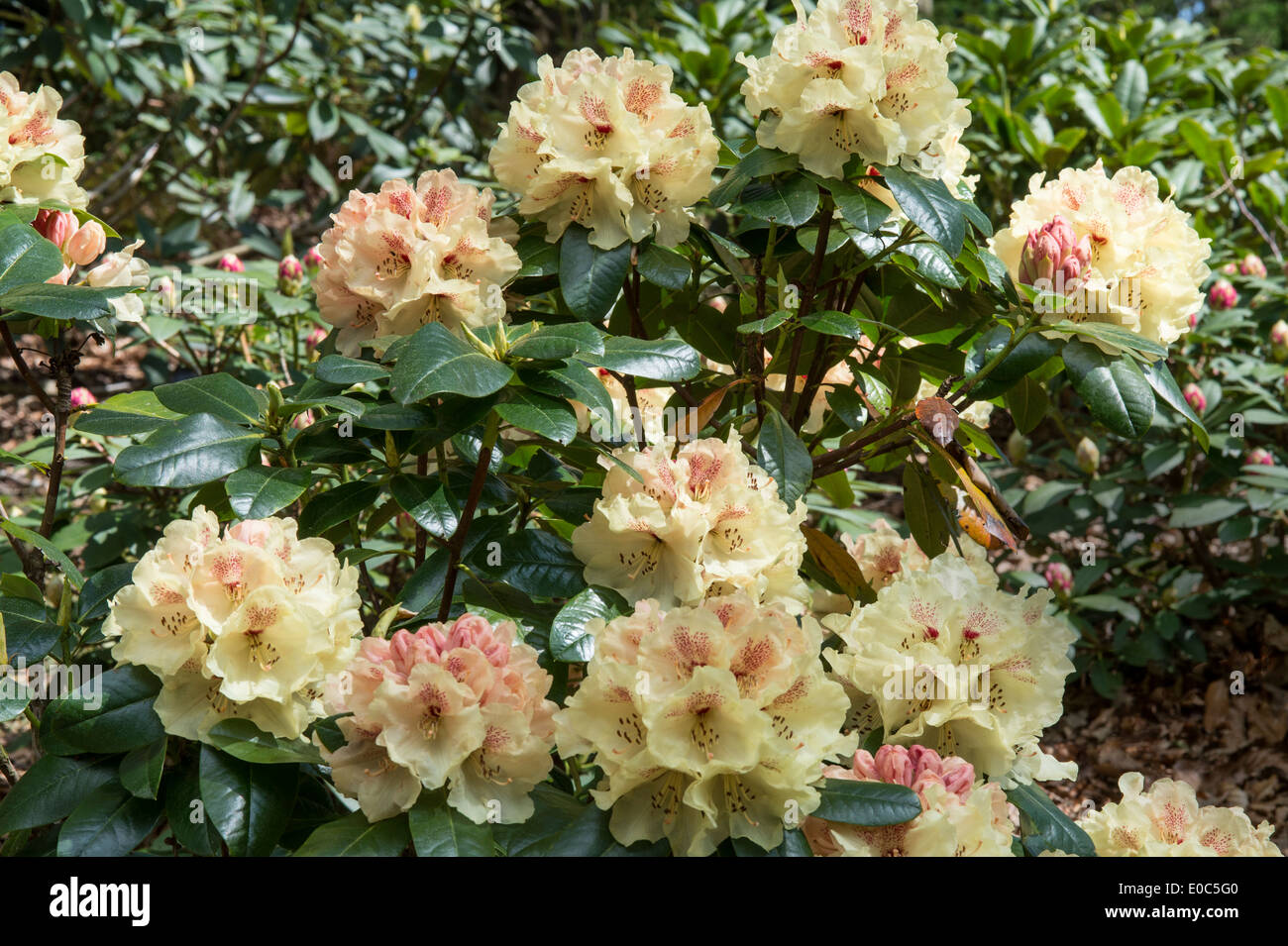 Rhododendron "Goldprinz" Himalayan Garden and Sculpture Park North  Yorkshire England UK Europe May Stock Photo - Alamy