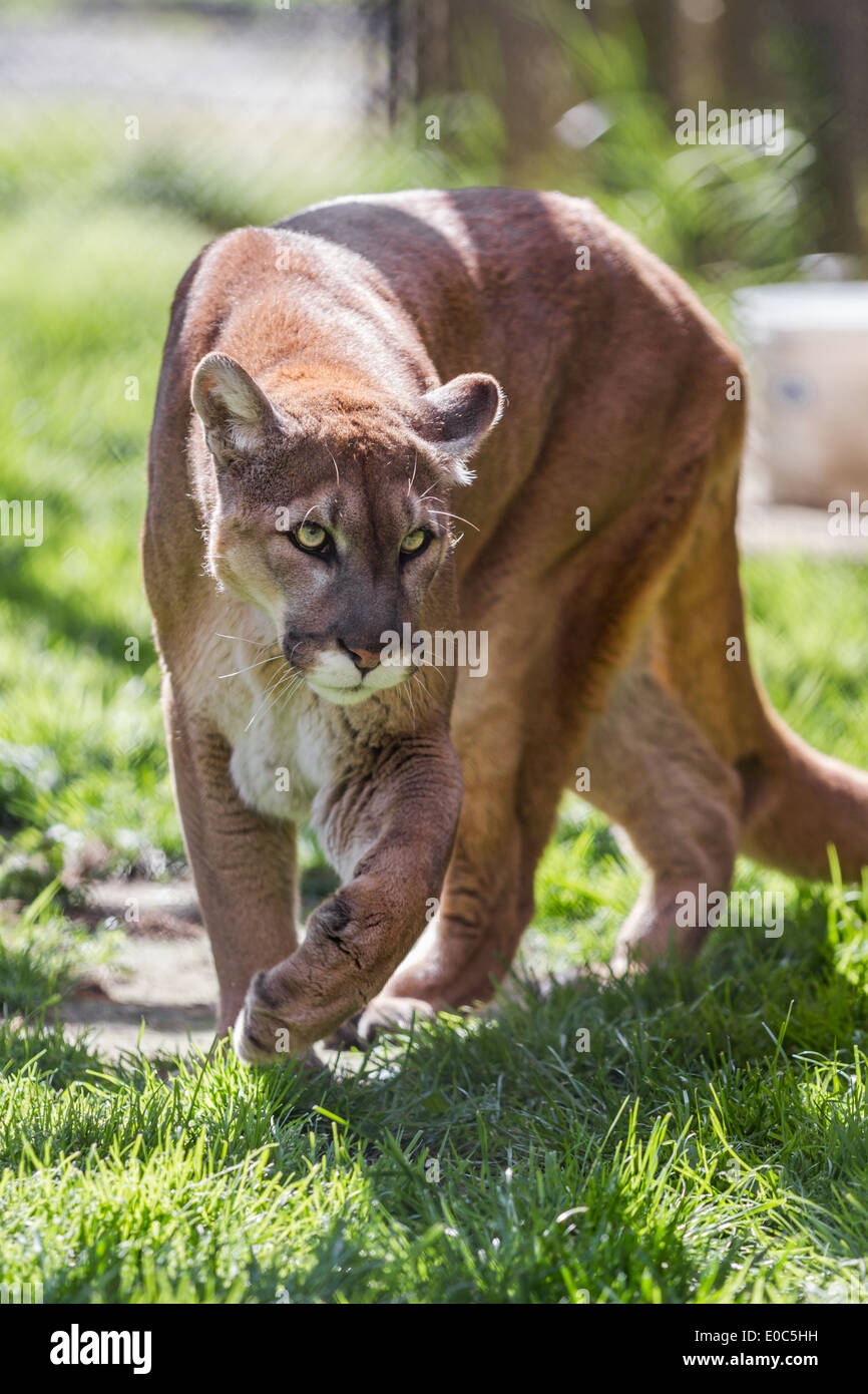 beautiful cougar walking on green spring grass in Oregon Stock Photo