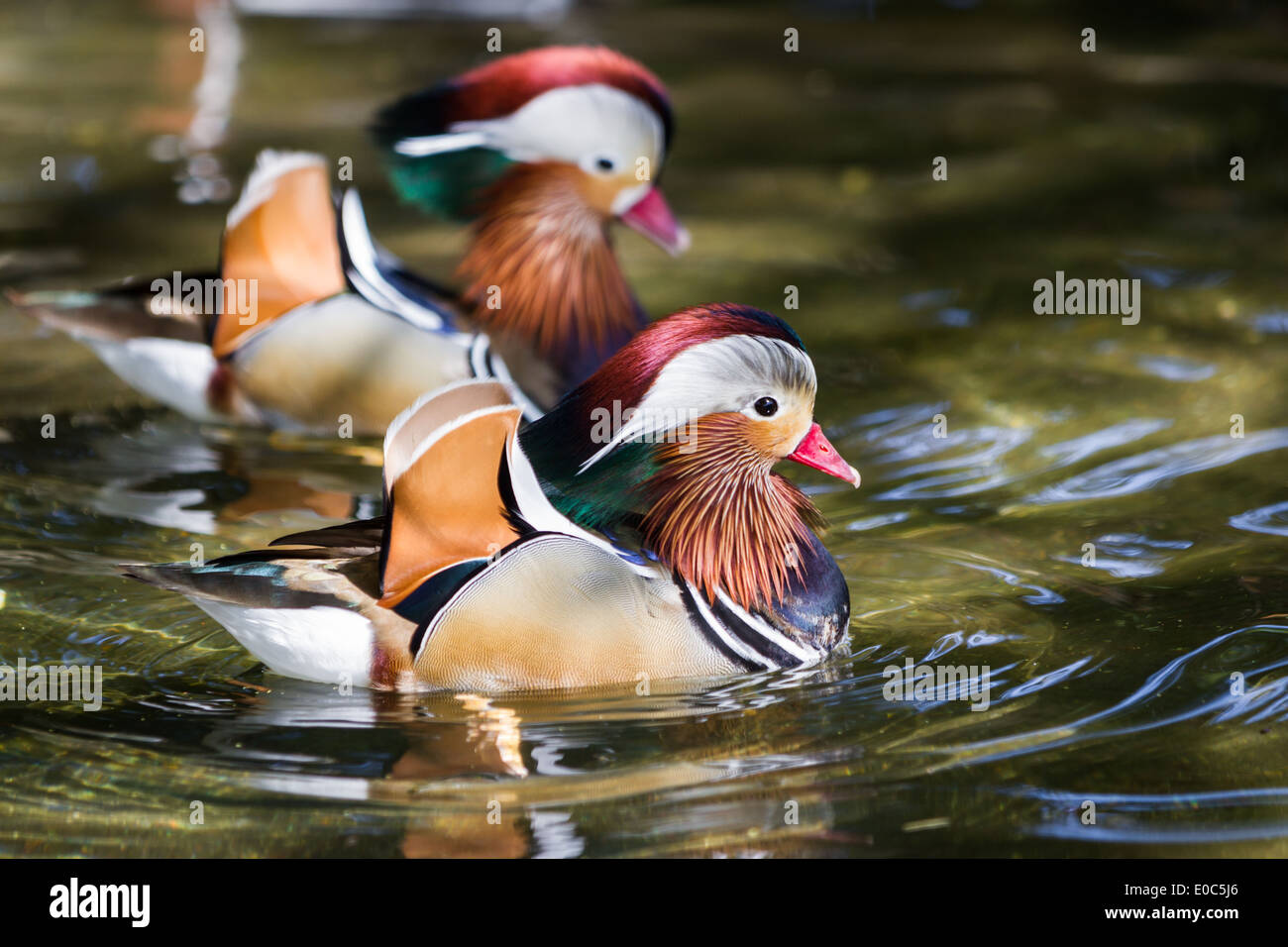 close up of a pair of mandarin ducks floating in a pond in Oregon Stock