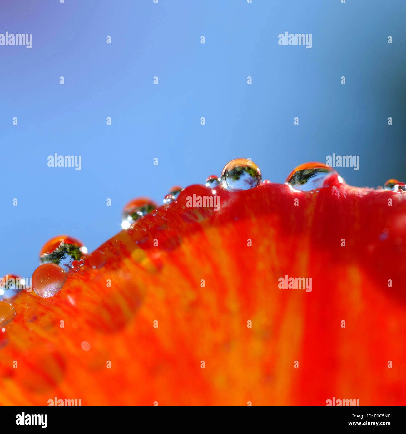 Petal orange hi-res stock photography and images - Alamy