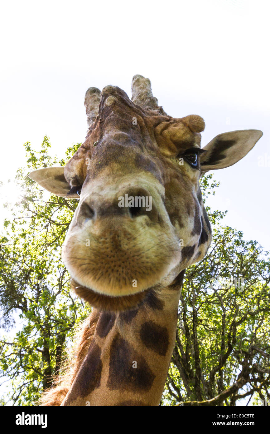 face to face with a large adult male giraffe Stock Photo