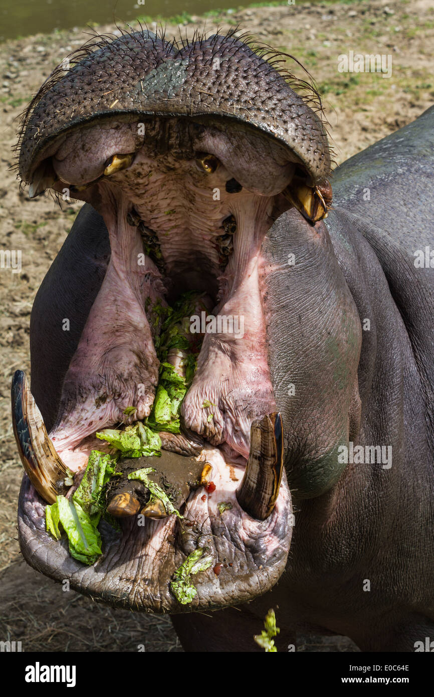 hippopotamus with large open mouth showing dirty teeth ...