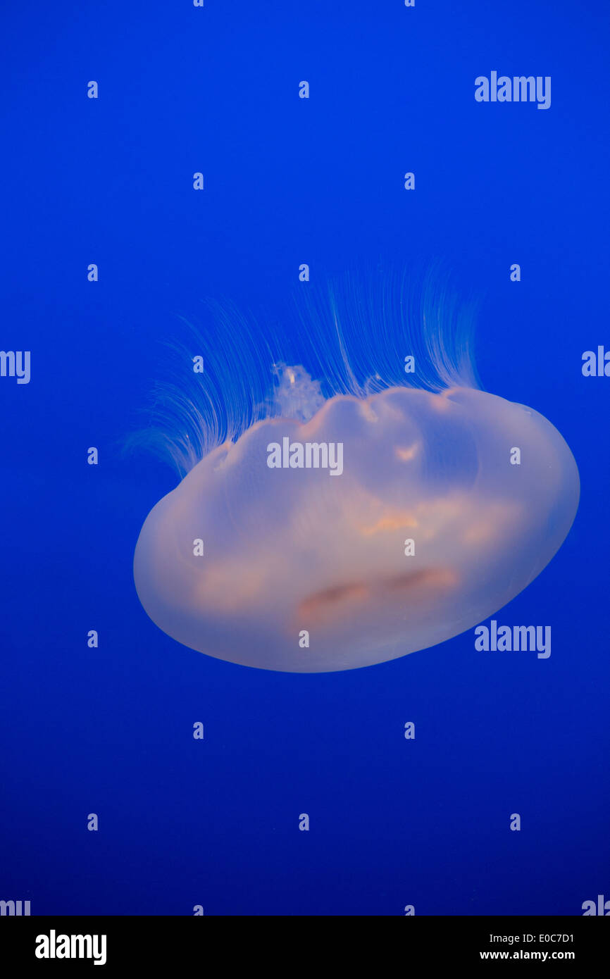 Aurelia labiata - moon Jellyfish Stock Photo