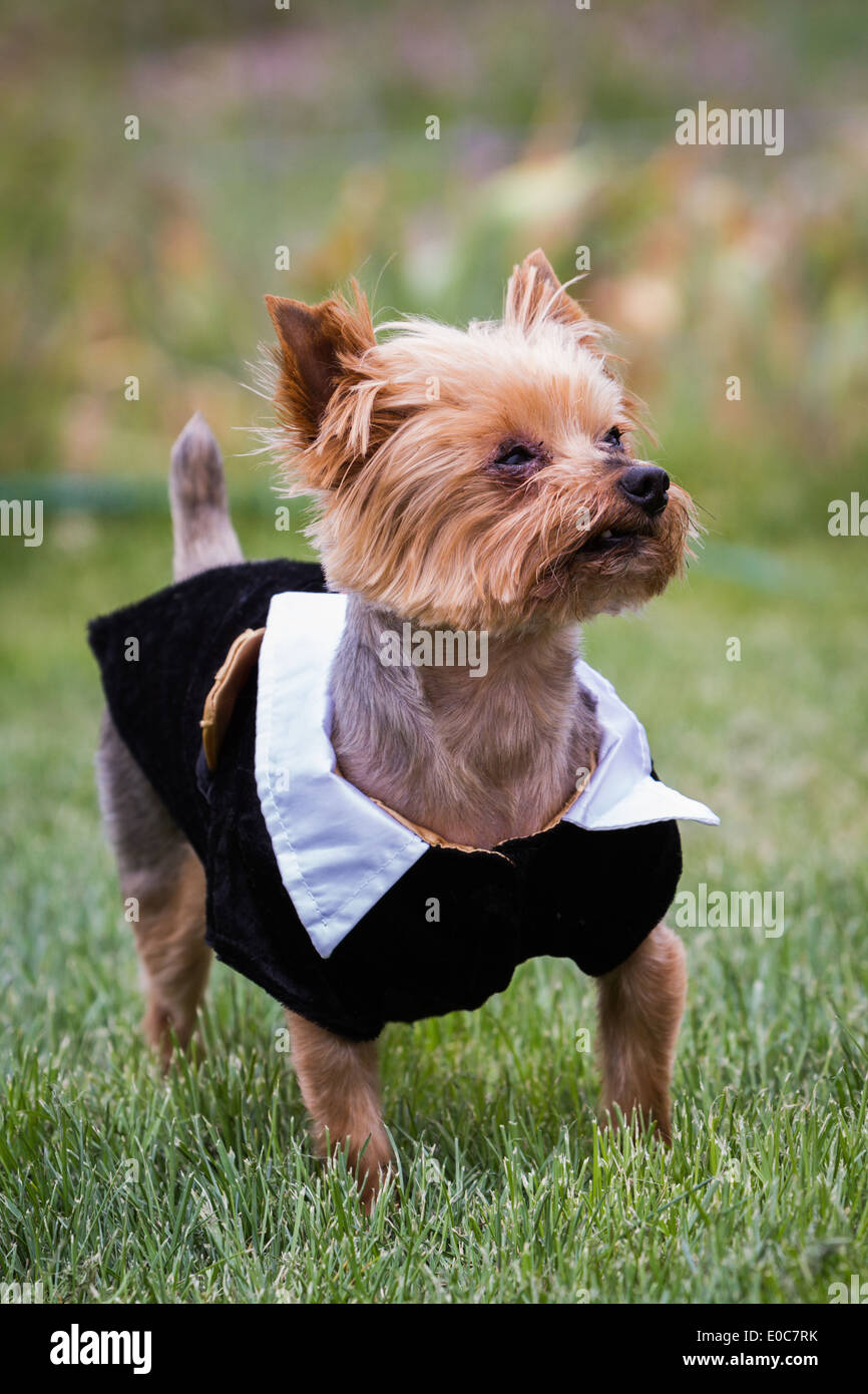 small Yorkshire terrier wearing a tux standing with severe allergies Stock Photo