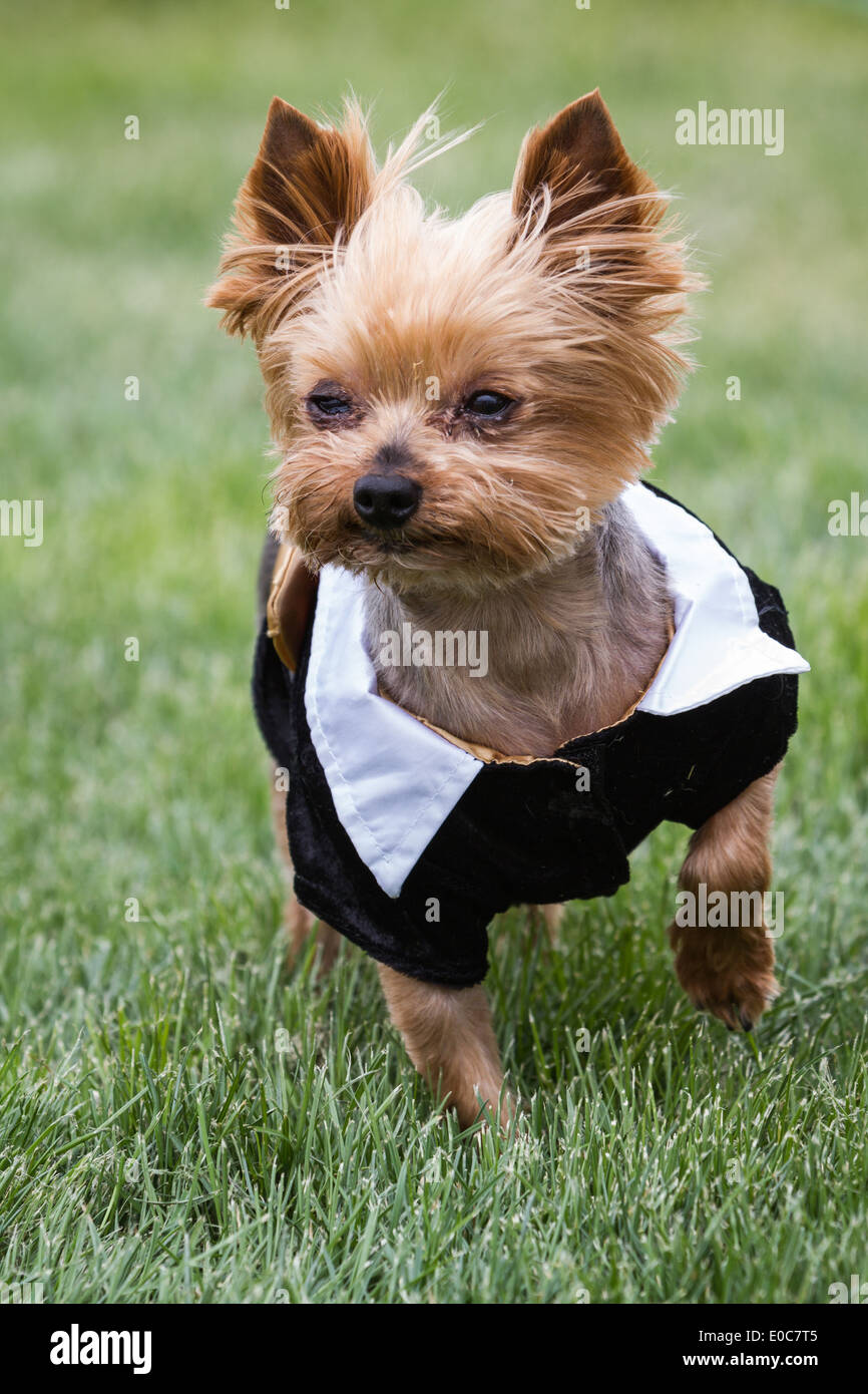 small Yorkshire terrier wearing a tux standing with severe allergies Stock Photo