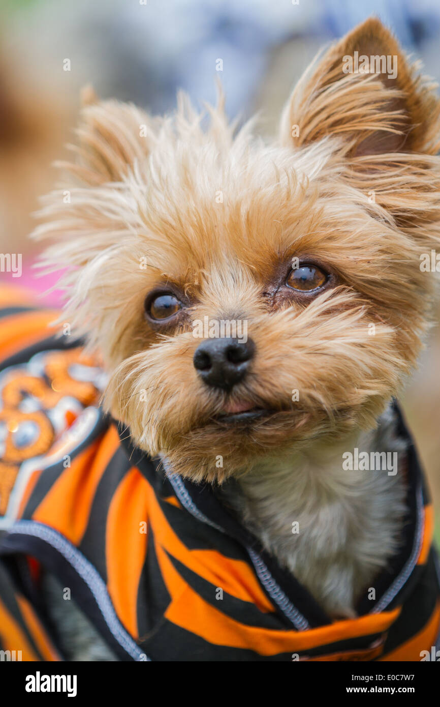 small Yorkshire terrier wearing an orange and black stripe jacket posing on a green grass background Stock Photo