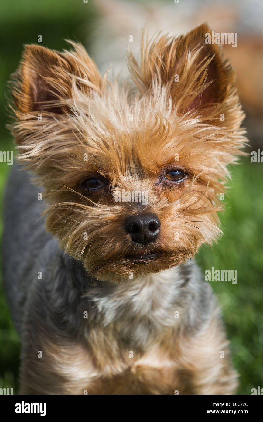 Yorkie allergies cheap