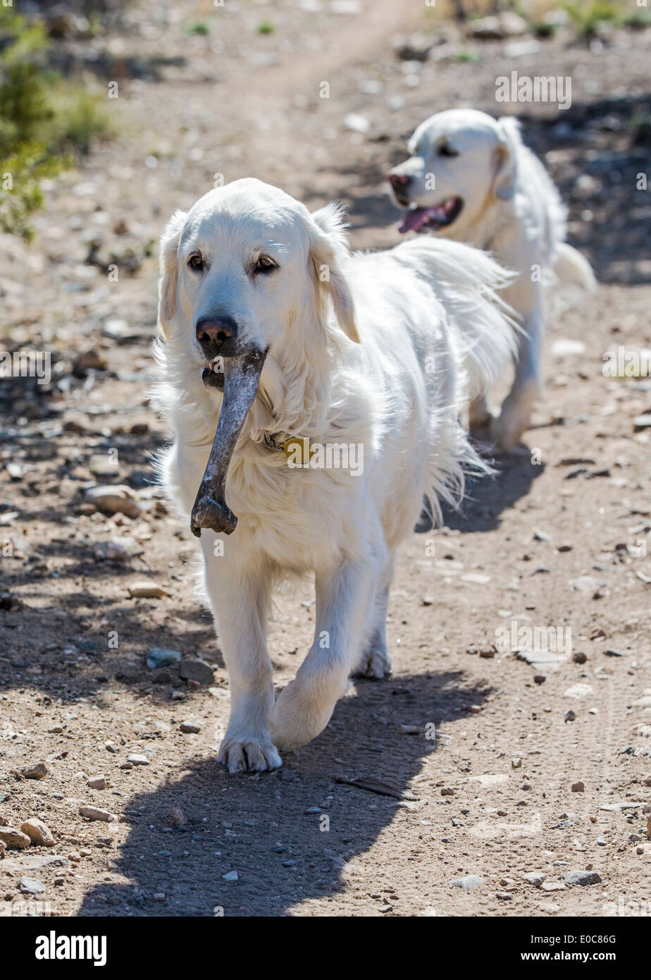 Are Deer Bones Safe For Dogs