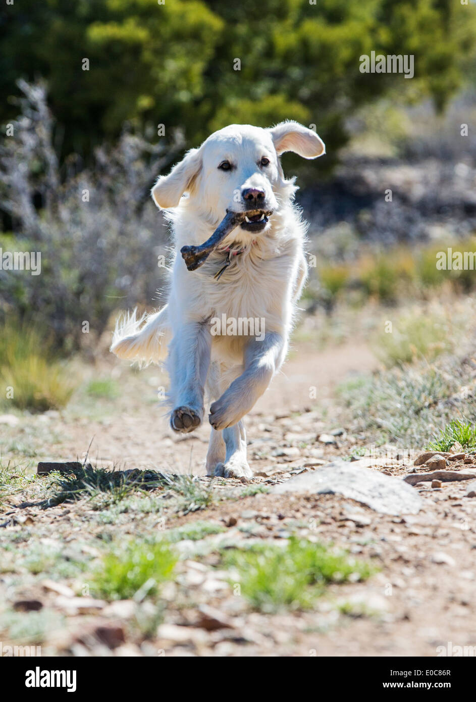 Platinum colored Golden Retriever dog running on a mountain trail carrying a deer bone. Stock Photo