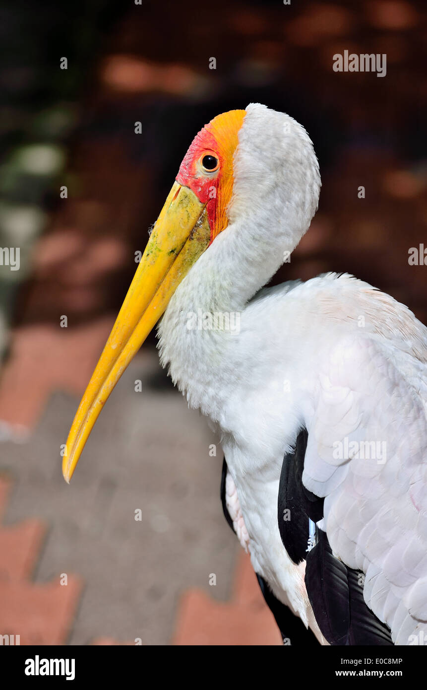 Yellow-billed Storks Stock Photo