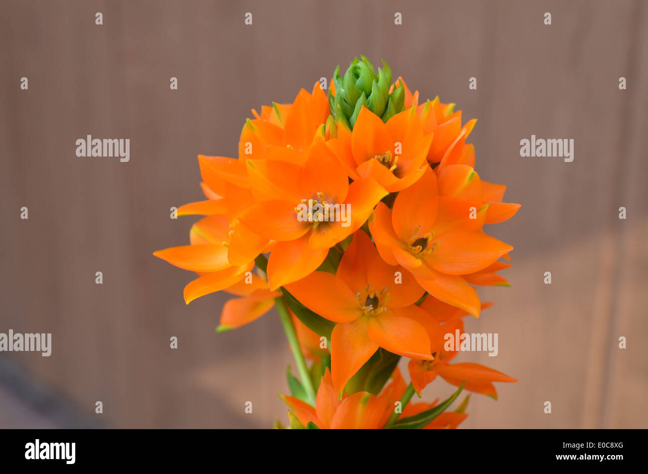 Orange starburst flower plant hires stock photography and images Alamy