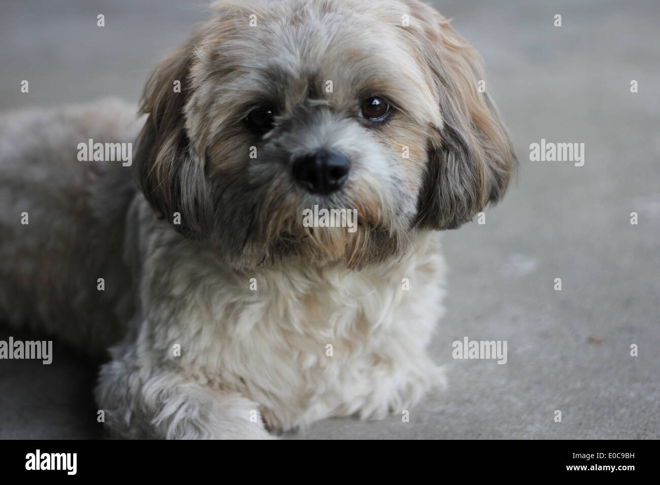 Small dog sitting on the ground. Stock Photo