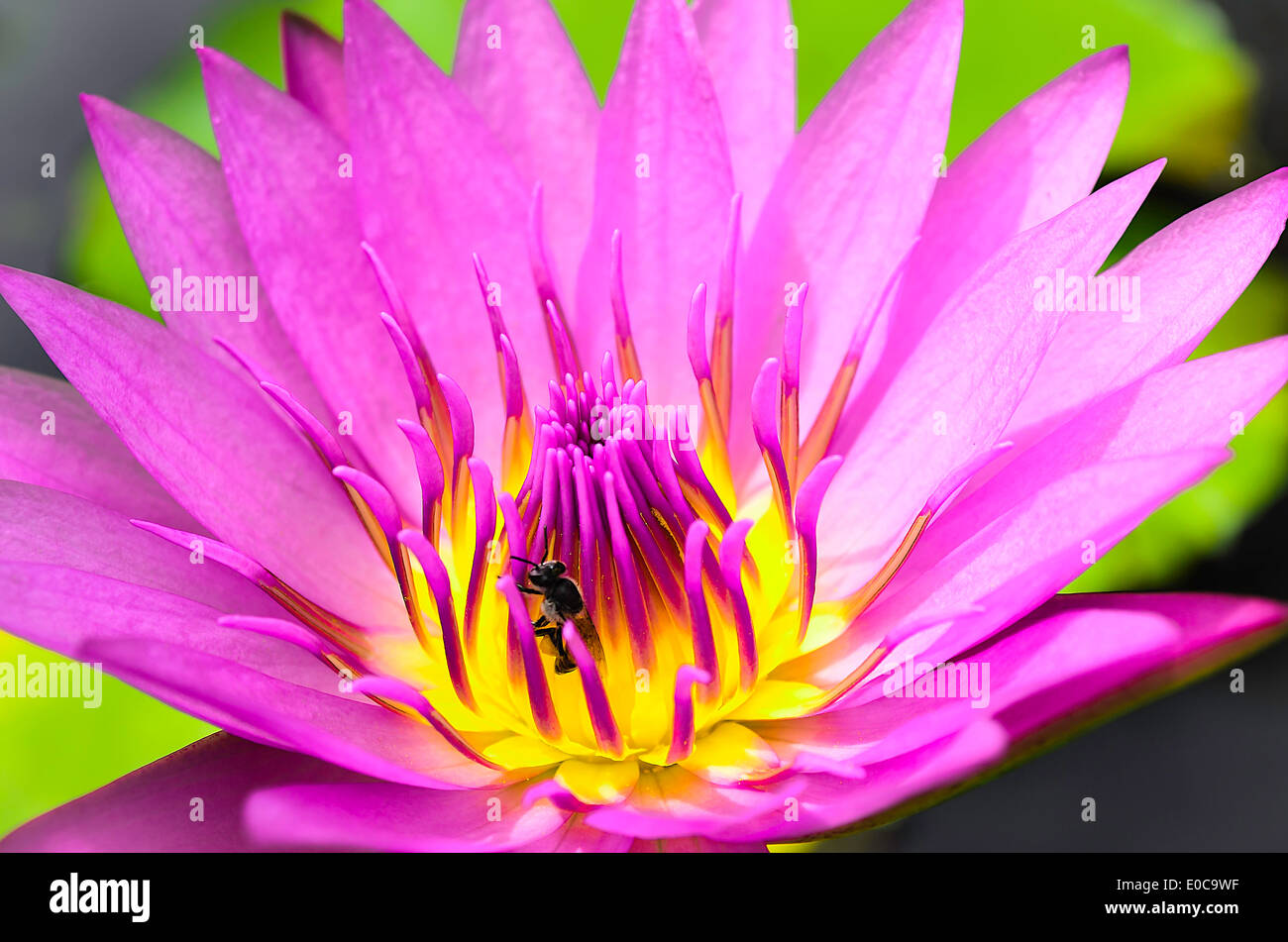 The lotus or water lily in pink-purple with yellow-pink pollen and Bug. Stock Photo