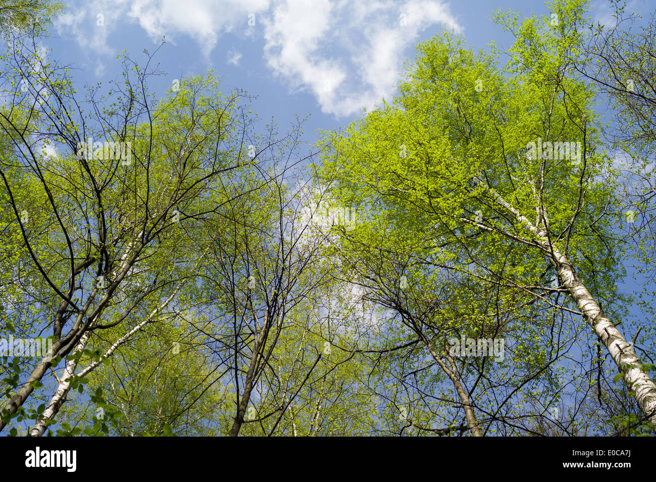 Birch trees against the sky. Stock Photo