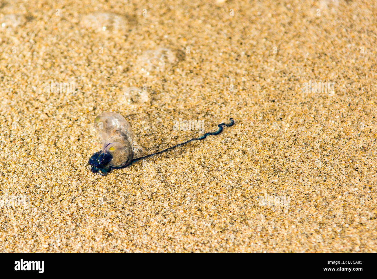 Portuguese Man-O-War jellyfish washed up on Kailua Beach, Oahu, Hawaii, USA Stock Photo