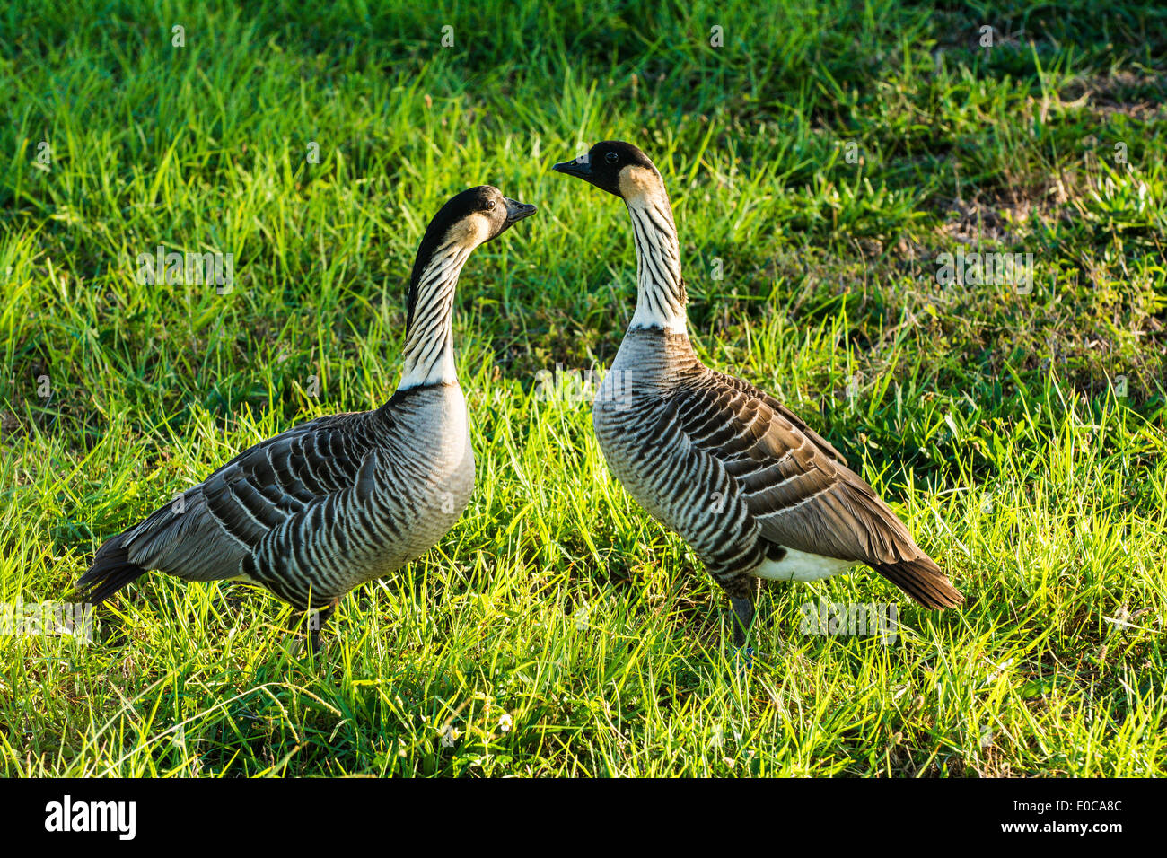 Native geese hi-res stock photography and images - Alamy