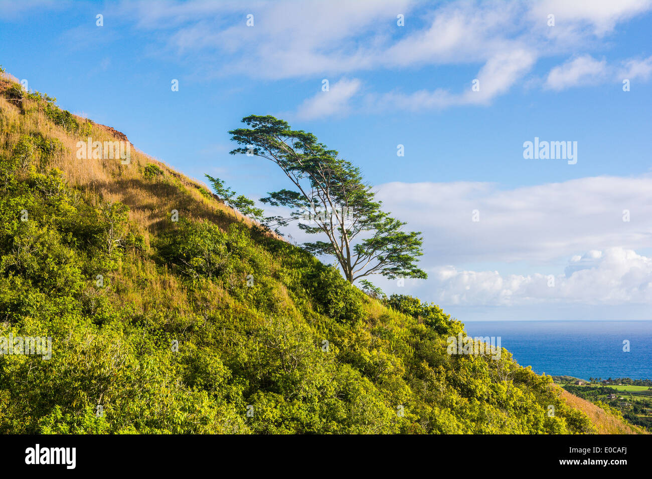Lone tree growing on the slope of the Kalalea Mountains, Kauai, Hawaii, USA Stock Photo