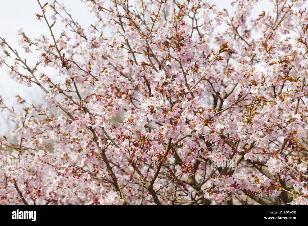 japan sakura cherry blossom, spring nature photo Stock Photo - Alamy