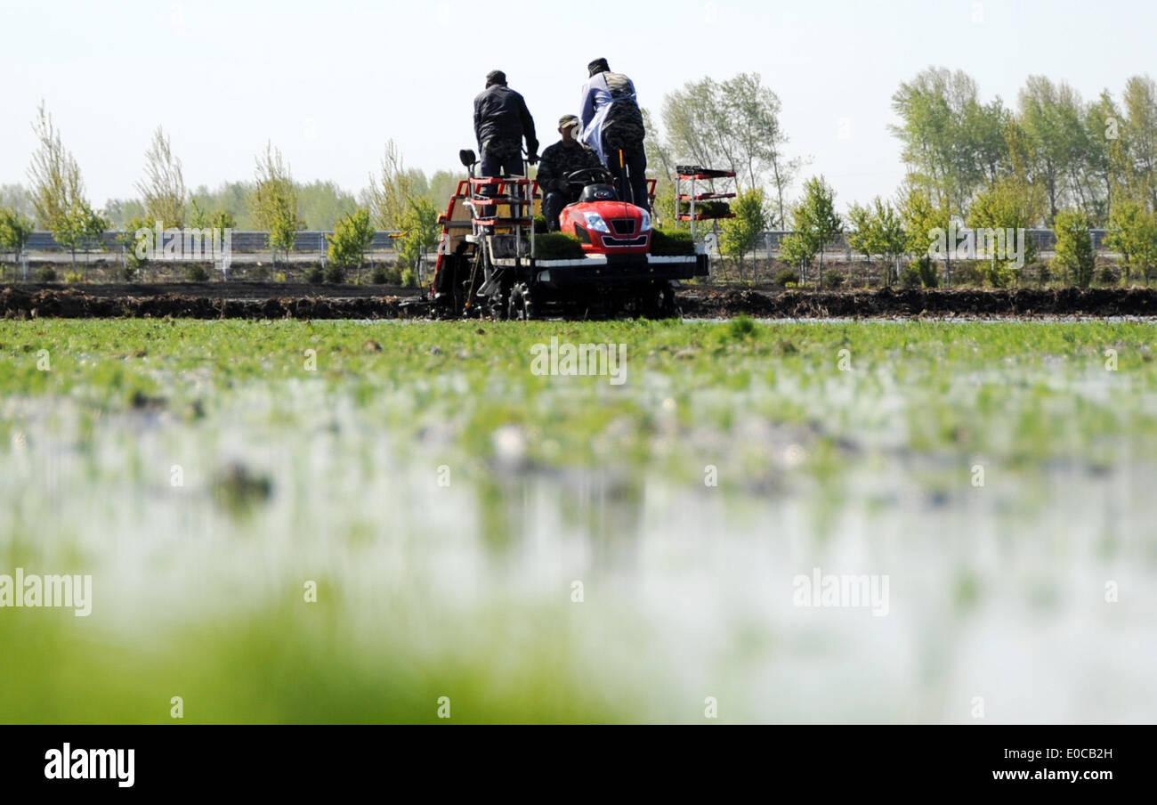 (140509) -- NO.291 FARM, May 9, 2014 (Xinhua) -- Farmers drive a rice transplanter as they plant rice seedlings in the field at the No. 291 Farm, northeast China's Heilongjiang Province, May 9, 2014. Farmers at the No. 291 Farm, which has 300,000 mu (20,000 hectares) of paddy field, are busy with planting as weather warms up. (Xinhua/Wang Jianwei) (lfj) Stock Photo