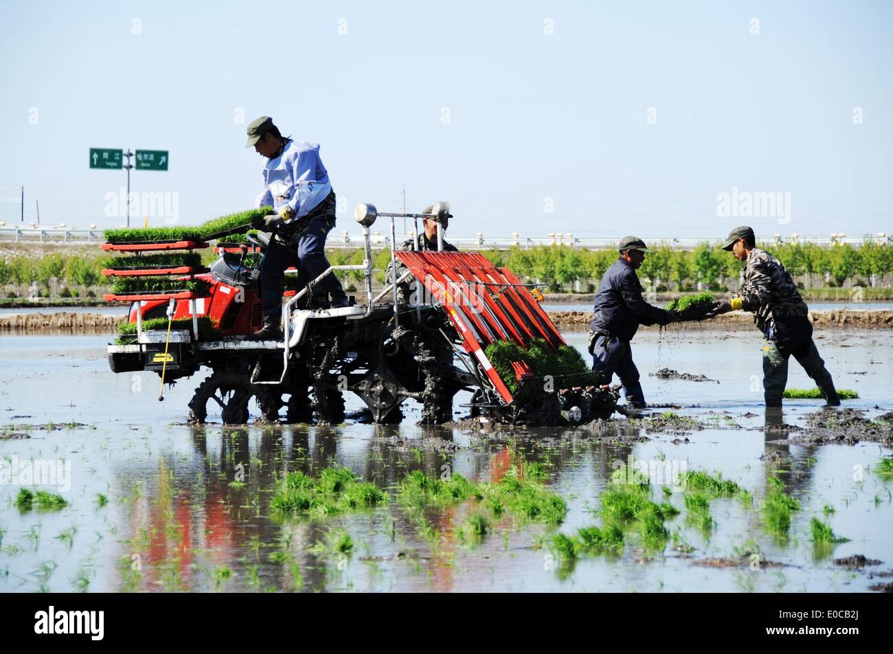 (140509) -- NO.291 FARM, May 9, 2014 (Xinhua) -- Farmers drive a rice transplanter as they plant rice seedlings in the field at the No. 291 Farm, northeast China's Heilongjiang Province, May 9, 2014. Farmers at the No. 291 Farm, which has 300,000 mu (20,000 hectares) of paddy field, are busy with planting as weather warms up. (Xinhua/Wang Jianwei) (lfj) Stock Photo