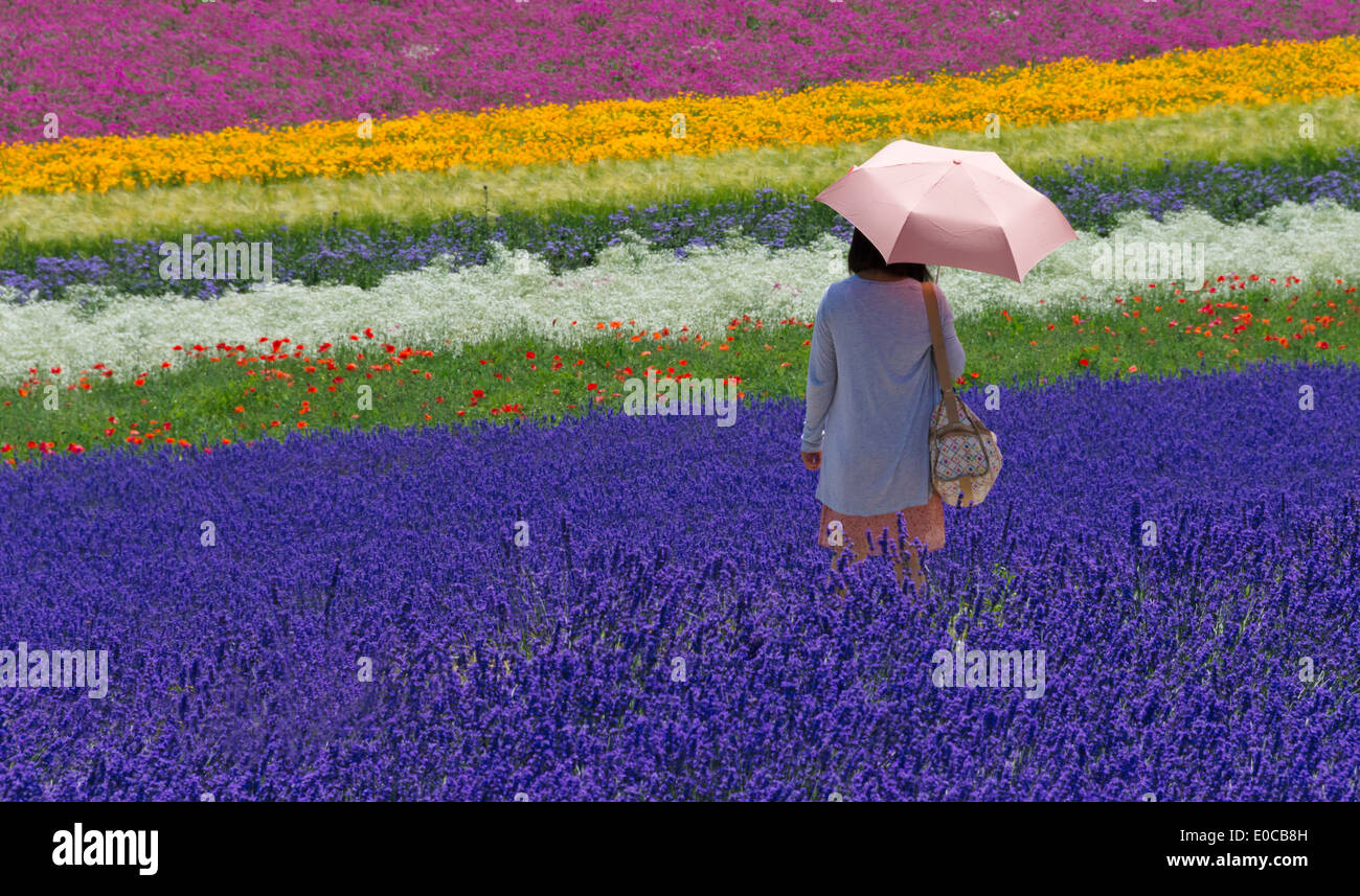 Tourists at lavender farm, Furano, Hokkaido Prefecture, Japan Stock Photo