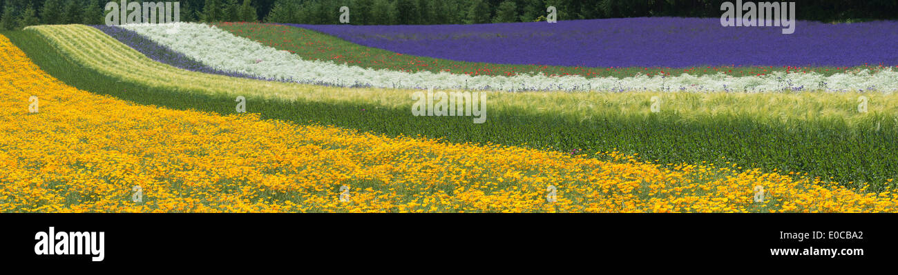Lavender farm, Furano, Hokkaido Prefecture, Japan Stock Photo
