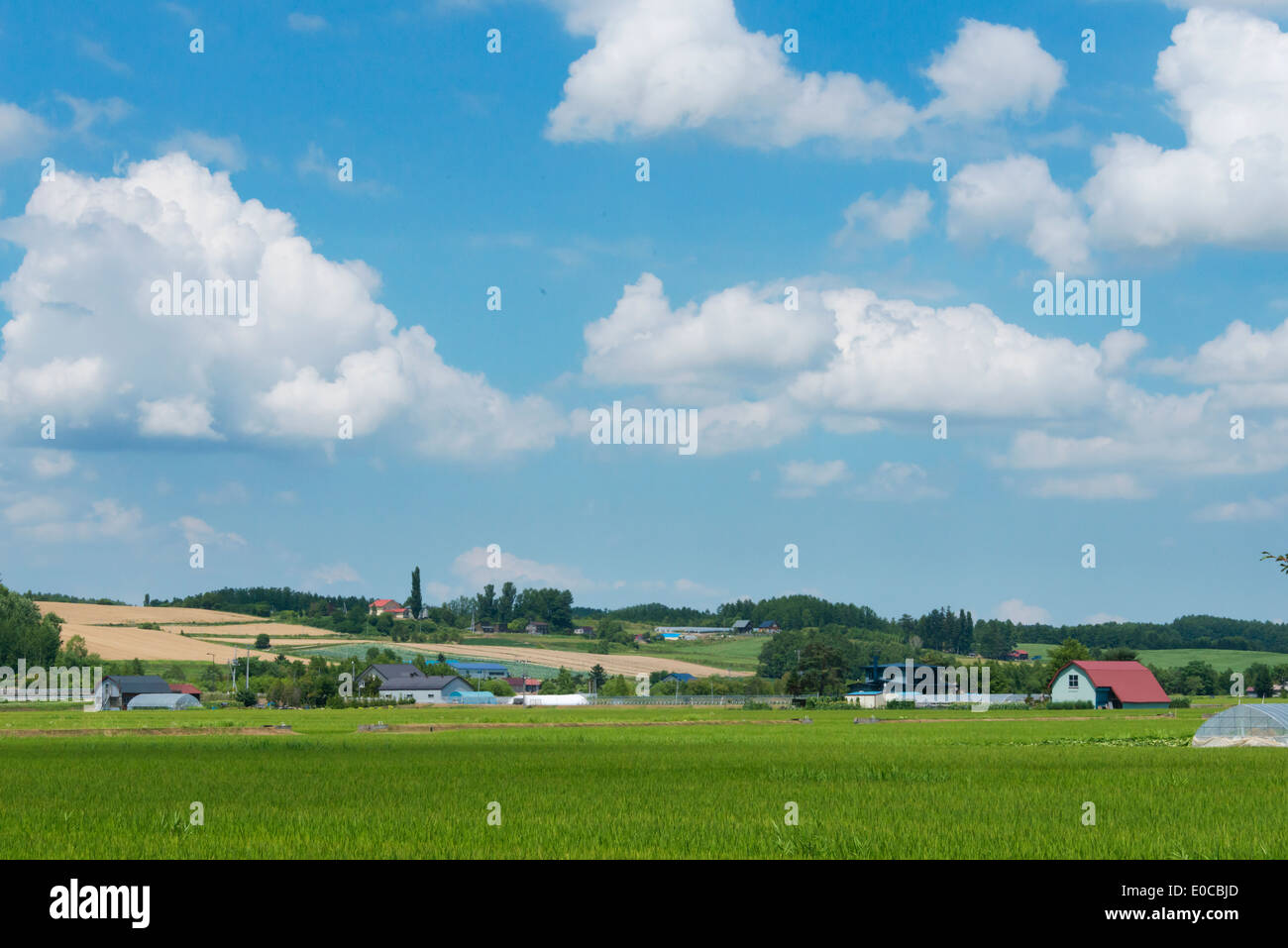 Farmland and houses, Furano, Hokkaido Prefecture, Japan Stock Photo