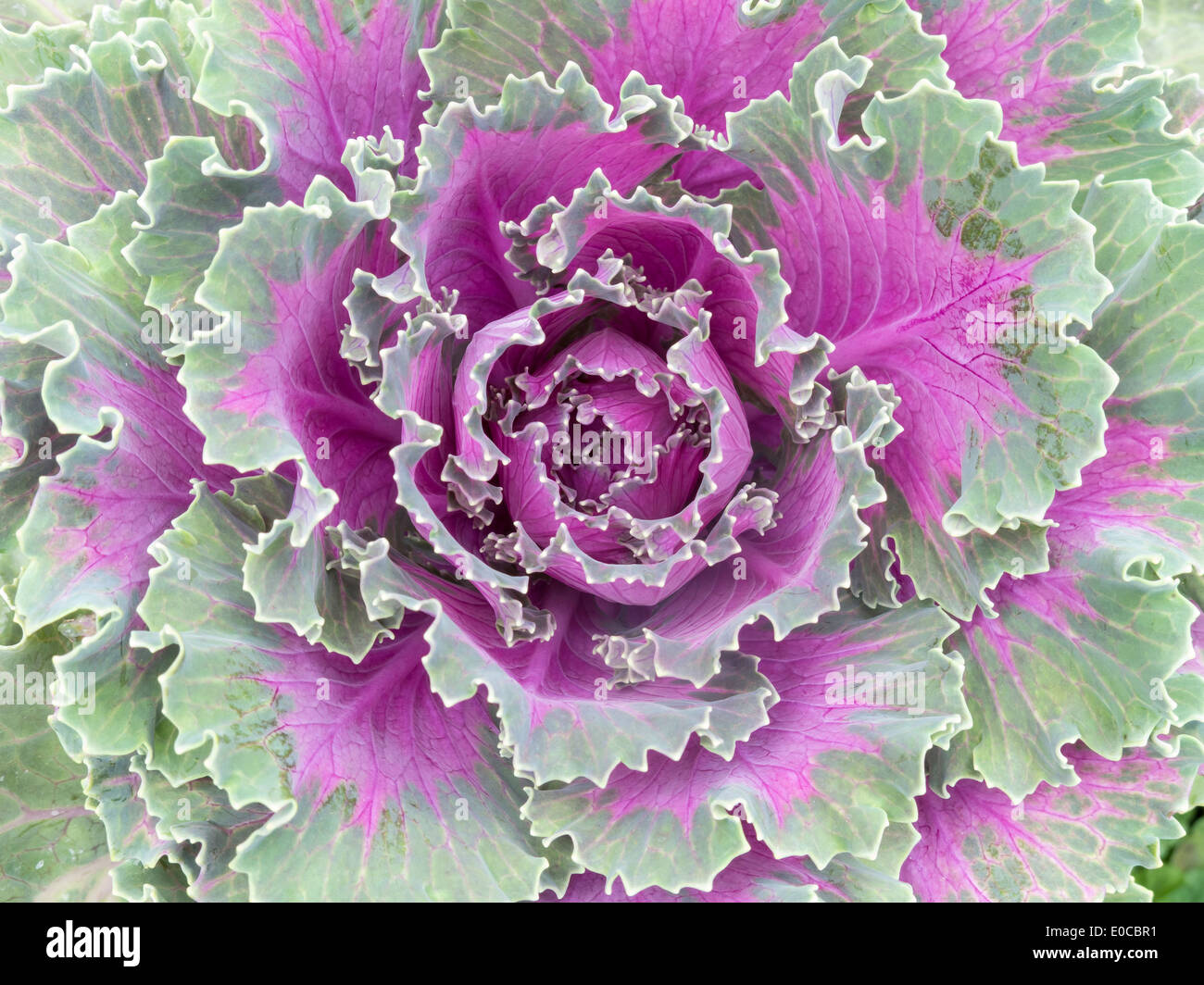 Closeup of ornamental kale cabbage brassica leaves Stock Photo