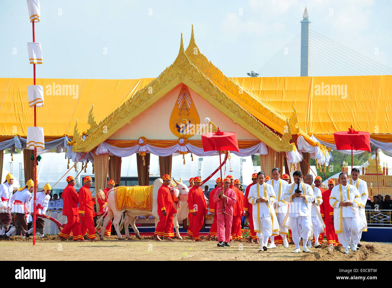 Bangkok, Thailand. 9th May, 2014. Sacred oxen are guided by royal attendants during the Royal Ploughing ceremony in Bangkok, Thailand, May 9, 2014. The ancient ceremony is held every year in Thailand to mark the traditional beginning of the rice growing season. Credit:  Rachen Sageamsak/Xinhua/Alamy Live News Stock Photo