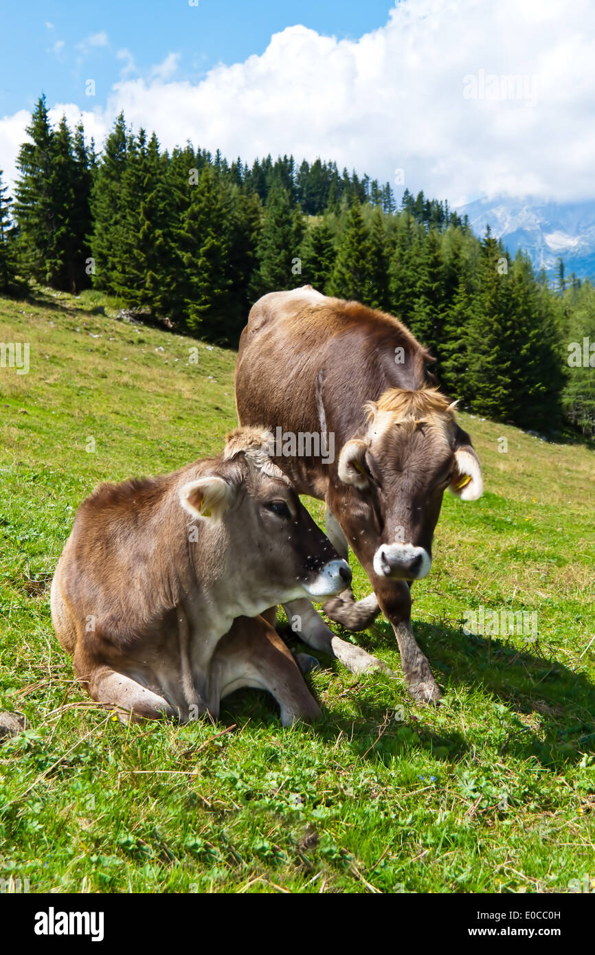 Several cows graze on an alp and enjoy the summer. Animals in the agriculture, Mehrere Kuehe weiden auf einer Alm und geniessen Stock Photo
