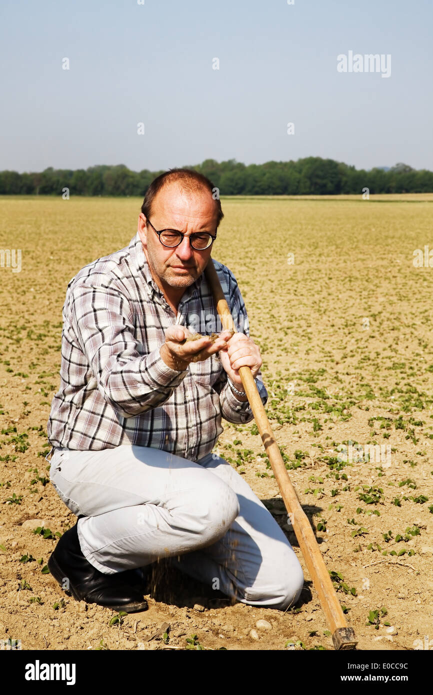 A farmer controls the small plants on a field in the agriculture., Ein Landwirt kontrolliert die kleinen Pflanzen auf einem Feld Stock Photo