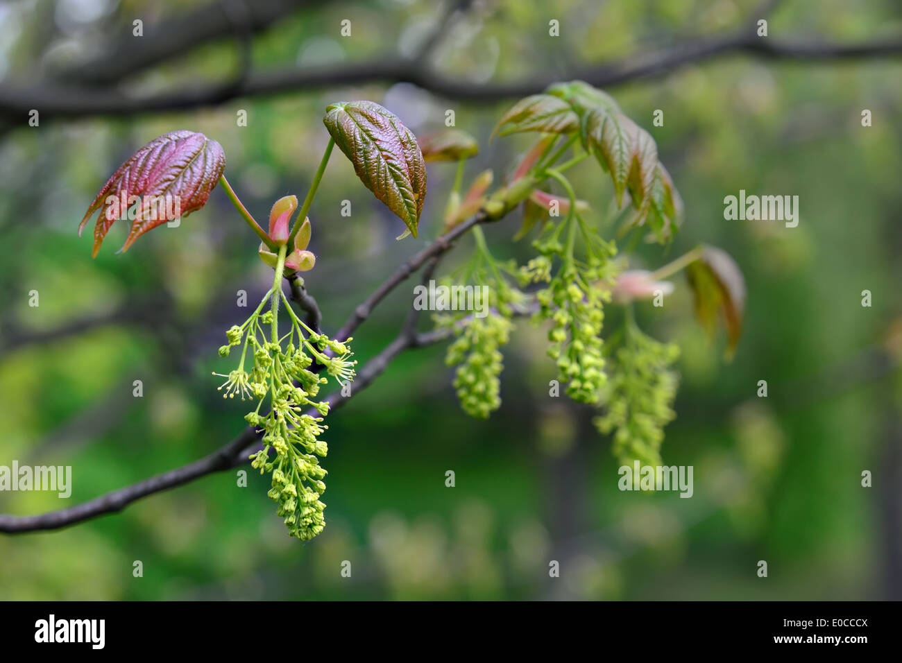 Tree spring maple backdrop hi-res stock photography and images - Alamy