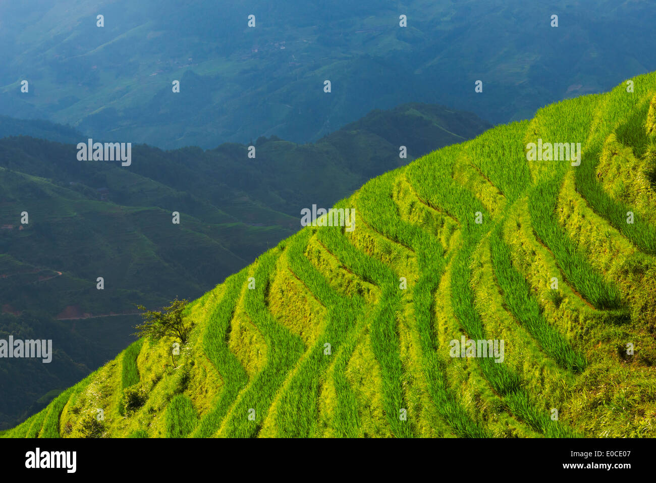 Rice terraces in the mountain, Longsheng, Guangxi Province, China Stock Photo