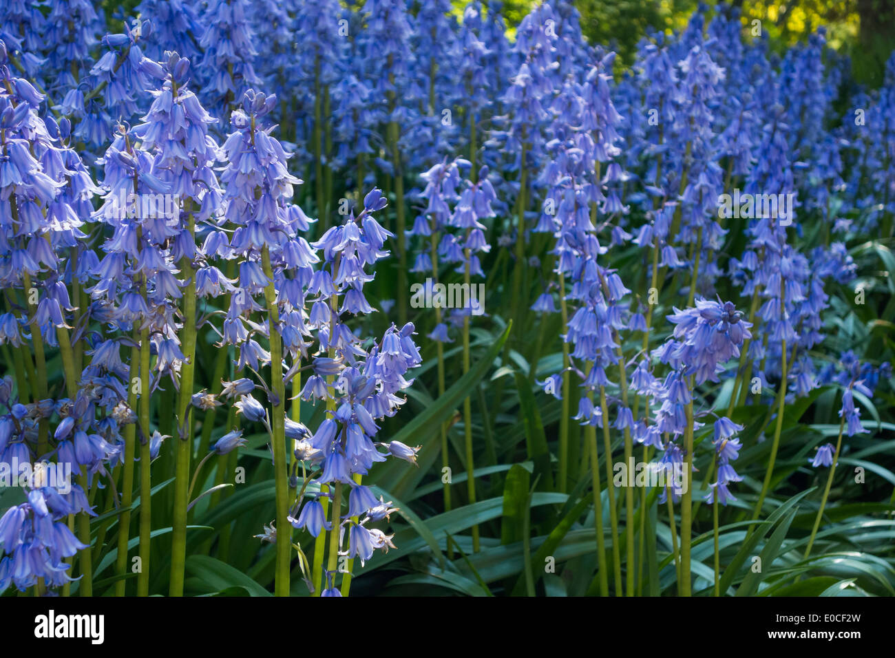 Bluebells Spanish blue bells Hyacinths Hyacinthoides Hispanica in forest woods. Now considered an invasive species in the UK. Stock Photo