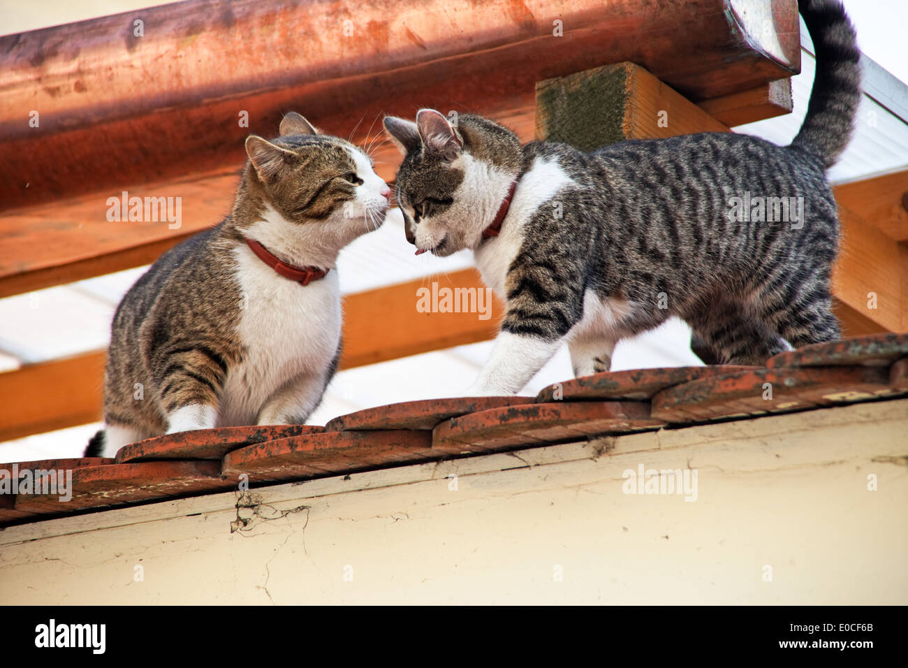 Two cats play on the roof of a house, Zwei Katzen spielen auf dem Dach eines Hauses Stock Photo