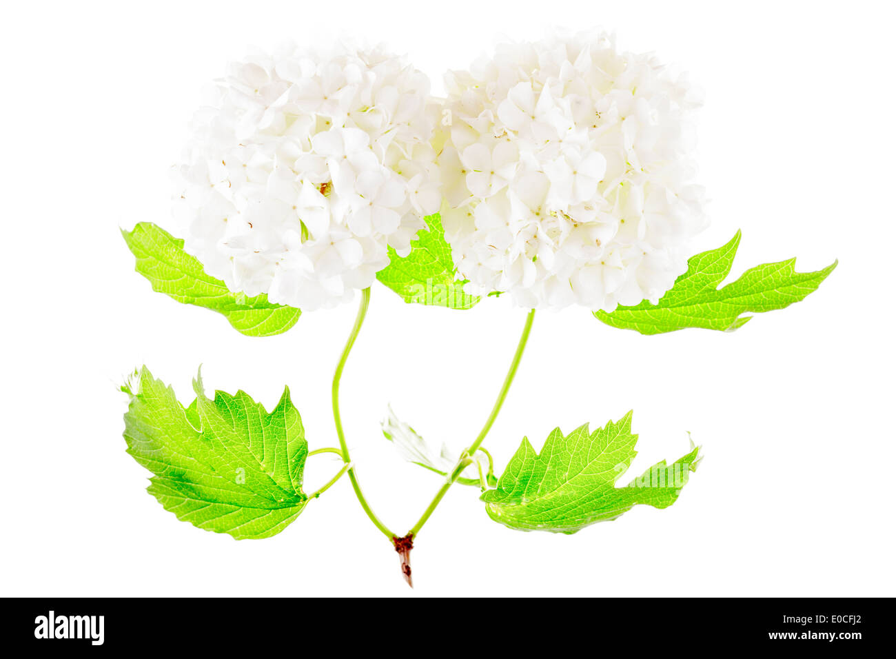 Chinese Snowball Bush (Viburnum macrocephalum) Stock Photo