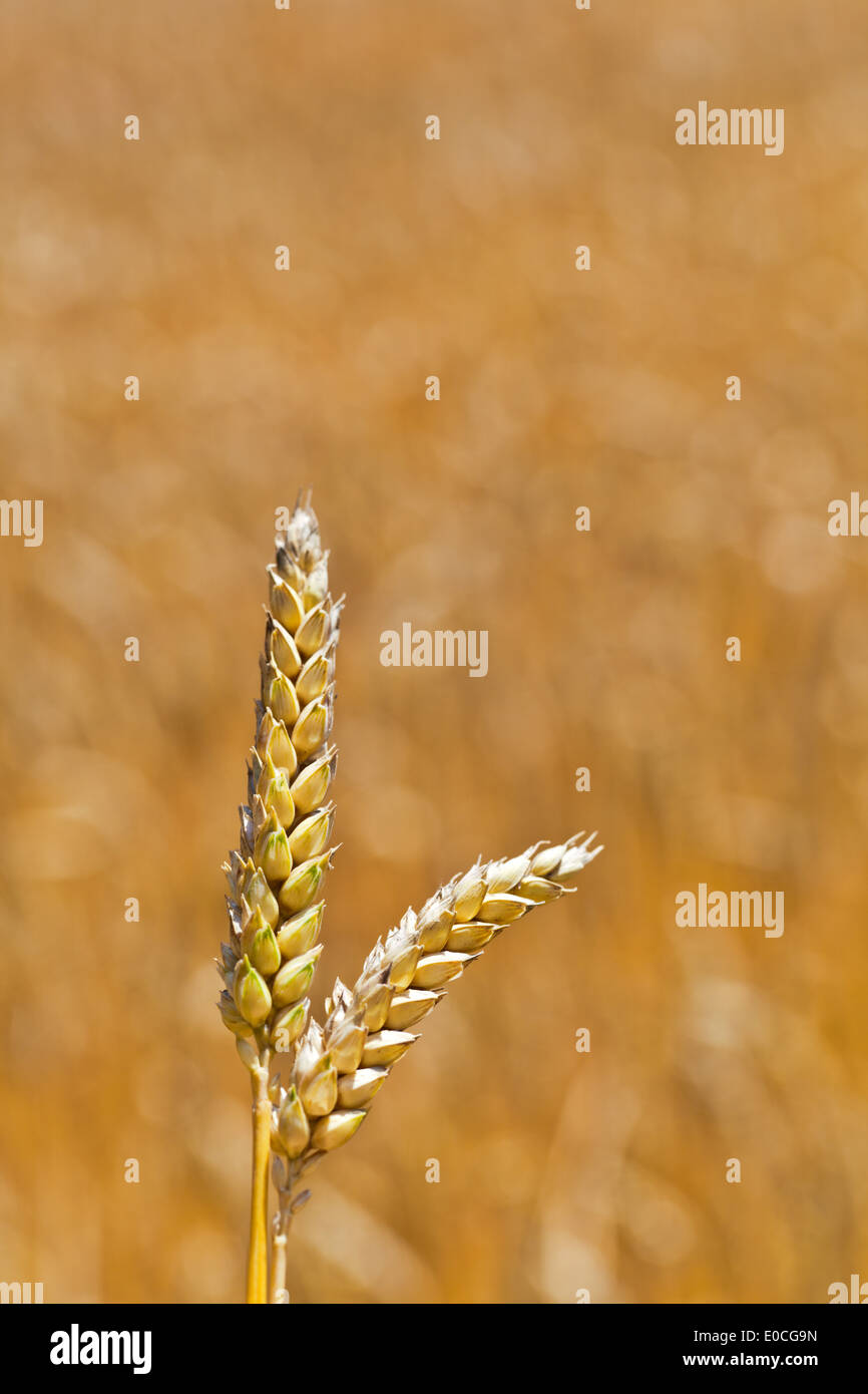 Im all ears hi-res stock photography and images - Alamy, image size:866x1390