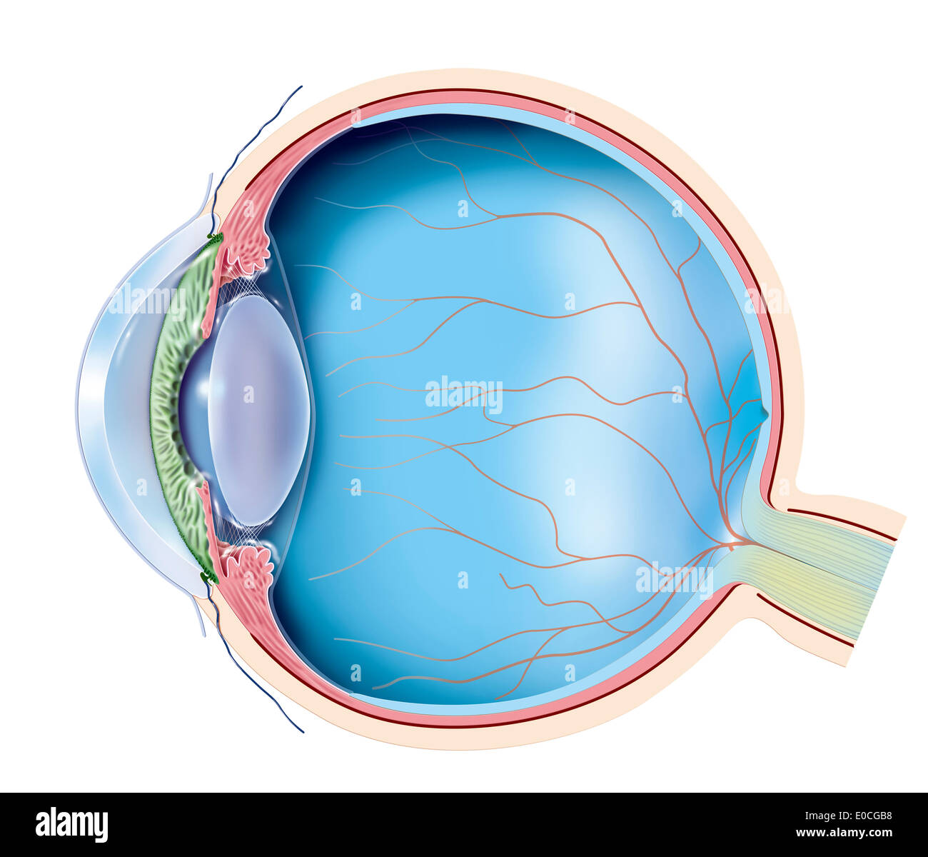 Anatomy, eye Stock Photo